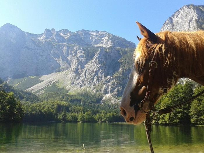 Ferienwohnung Hochsteinalm Траункирхен Екстериор снимка